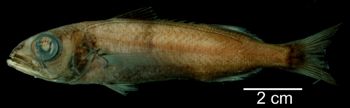 Media type: image; Ichthyology 164728
